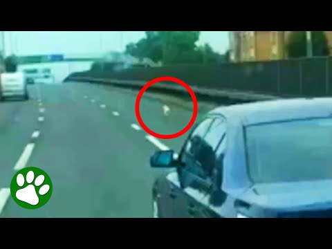 Dog saved from the middle of the road