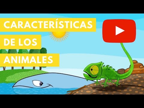 Características de los Animales | Camaleón