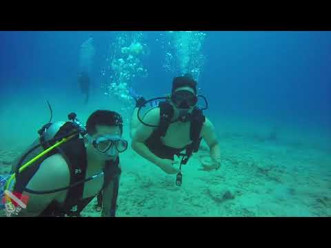 Green sea turtle gliding over Honolulu’s coral reef