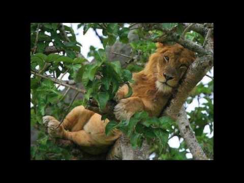 Roberto Piva lê - 7 - Menino curandero (poema coribântico) -  II. René Crevel