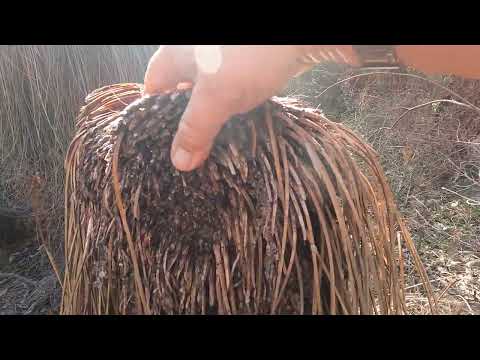 A closer examination of a grass tree.