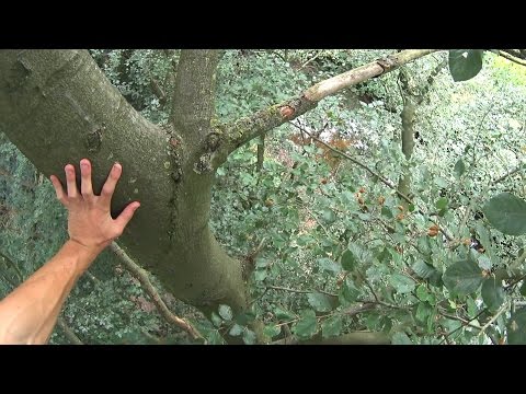 Free Climbing 18 Meter Tree