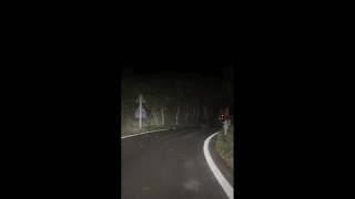 Orso viene inseguito da una macchina sul Monte Baldo e non riesce a rientrare nel bosco