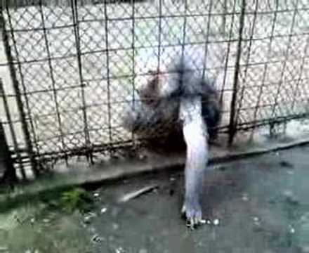 babuin destept :))))