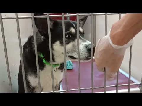 Lou Conter 2y A836585 kennel 184 PACC shelter laid down by me never barks very loving boy 20250813 1