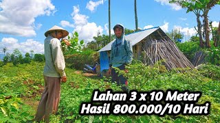 Download lagu Pengantin Baru Lulusan Sarjana Sukses Jadi Petani, Omsetnya Gak Kalah Sama PNS mp3