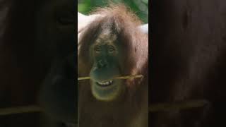 Orangutans need our protection #InternationalOrang