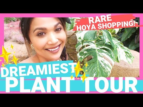 Plant Tour and Plant Shopping | RARE HOYA Plant Shopping!