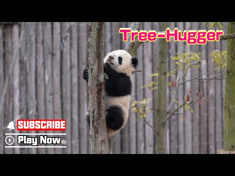 Panda Baby, Blending In With The Leaves | iPanda