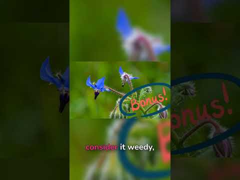 Borage: Organic Gardening's Bee Superfood Secret