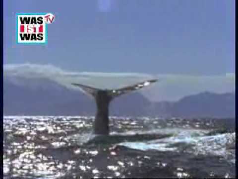 WAS IST WAS Wale und Delfine: Was für Flossen hat der Wal?