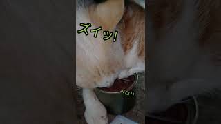 第17話 #癒し #元気になる動画 #保護猫 #かわいい
