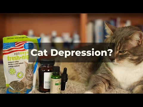 Can your cat get depressed?