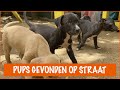 Help! Nestje met pups gevonden! | DierenpraatTV