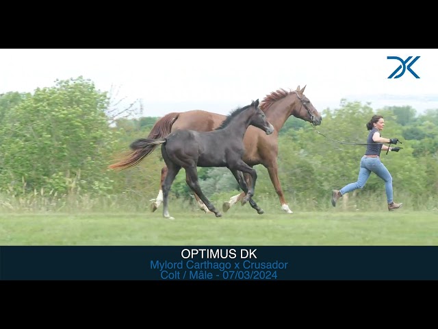 Optimus DK