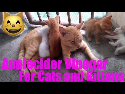 Applecider Vinegar for Cats and Kittens