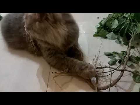 Party cats - Natural catnip cat and kitten