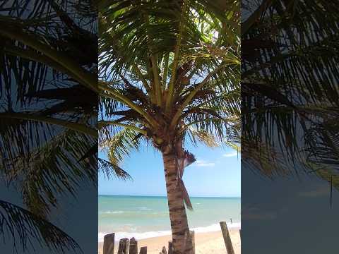 Praia das Iaras tairu 🏖️ Vera Cruz Bahia