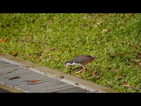 White-breasted Waterhen along Ulu Pandan Park Connector_ 282 .
