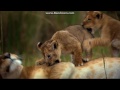 Opening To Disneynature The Crimson Wing Mystery Of The Flamingos 2010 DVD