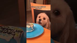 Celebrating Our Dogs Birthday!