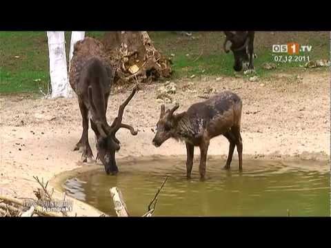 Besucherrekord im Zoo
