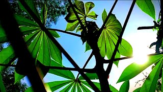 Download lagu MENTARI PAGI INI | Cinematic 30 Detik | Story Wa Pagi Hari | Vidio Cinematic mp3