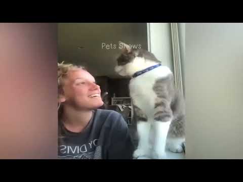 Funny cats