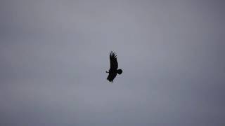 03 - The Revenant (Hawk Punished) - Tafí del Valle