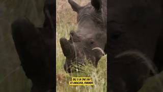 Big 5 Safari in Akagera National Park, Rwanda | 1-day Game Drive #safari #kigalirwanda #visitrwanda