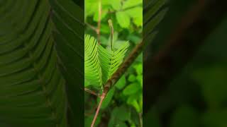 Nature 4k video - beautiful nature hd video whatsa