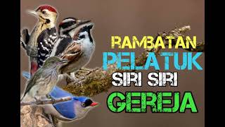 Download lagu SPESIALIS TEMBAKAN KASAR !!! DIJAMIN PERIHHH !! RAMBATAN - PELATUK - SIRI SIRI - GEREJA mp3 Download lagu SPESIALIS TEMBAKAN KASAR !!! DIJAMIN PERIHHH !! RAMBATAN - PELATUK - SIRI SIRI - GEREJA mp3