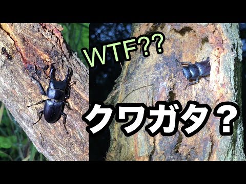 お盆になかなか衝撃的なクワガタに遭遇 Missing teeth stagbeetle