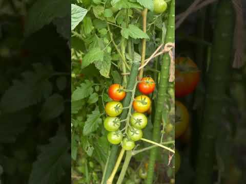 園芸 夏の果物はいつ収穫するの?
