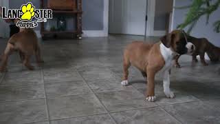 Handsome Boxer Puppies