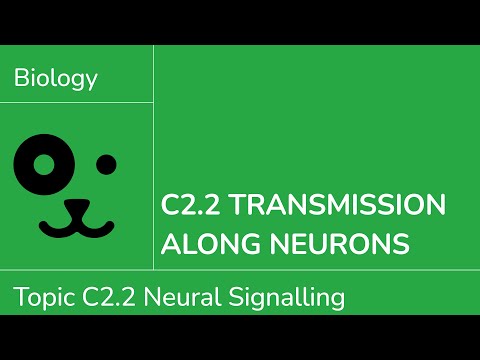 C2.2 Transmission Along Neurons [IB Biology SL/HL]