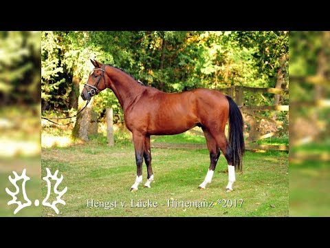 Kat. - Nr. 18  - Trakehner Hengstmarkt 2019 - Hengst v.  Lücke - Hirtentanz  *2017