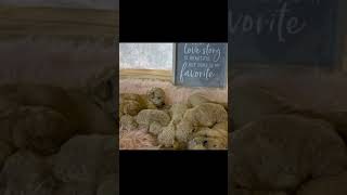 Video preview image #2 Goldendoodle Puppy For Sale in ZEBULON, NC, USA