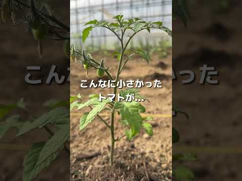 トマトの成長を早めるための重曹