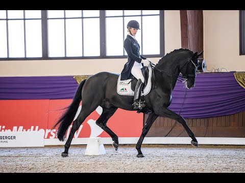 Fürsten-Look - Stallion Collection Schockemoehle & Helgstrand 2021 ENG