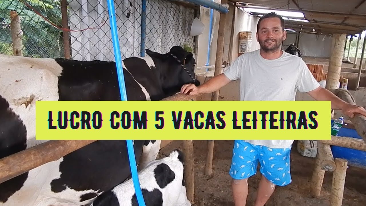 ELE REVELOU O SEU LUCRO COM 5 VACAS LEITEIRAS EM LACTAÇÃO