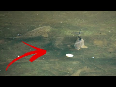 Lov kaprů/amurů na mlaskačku. Lov z hladiny.