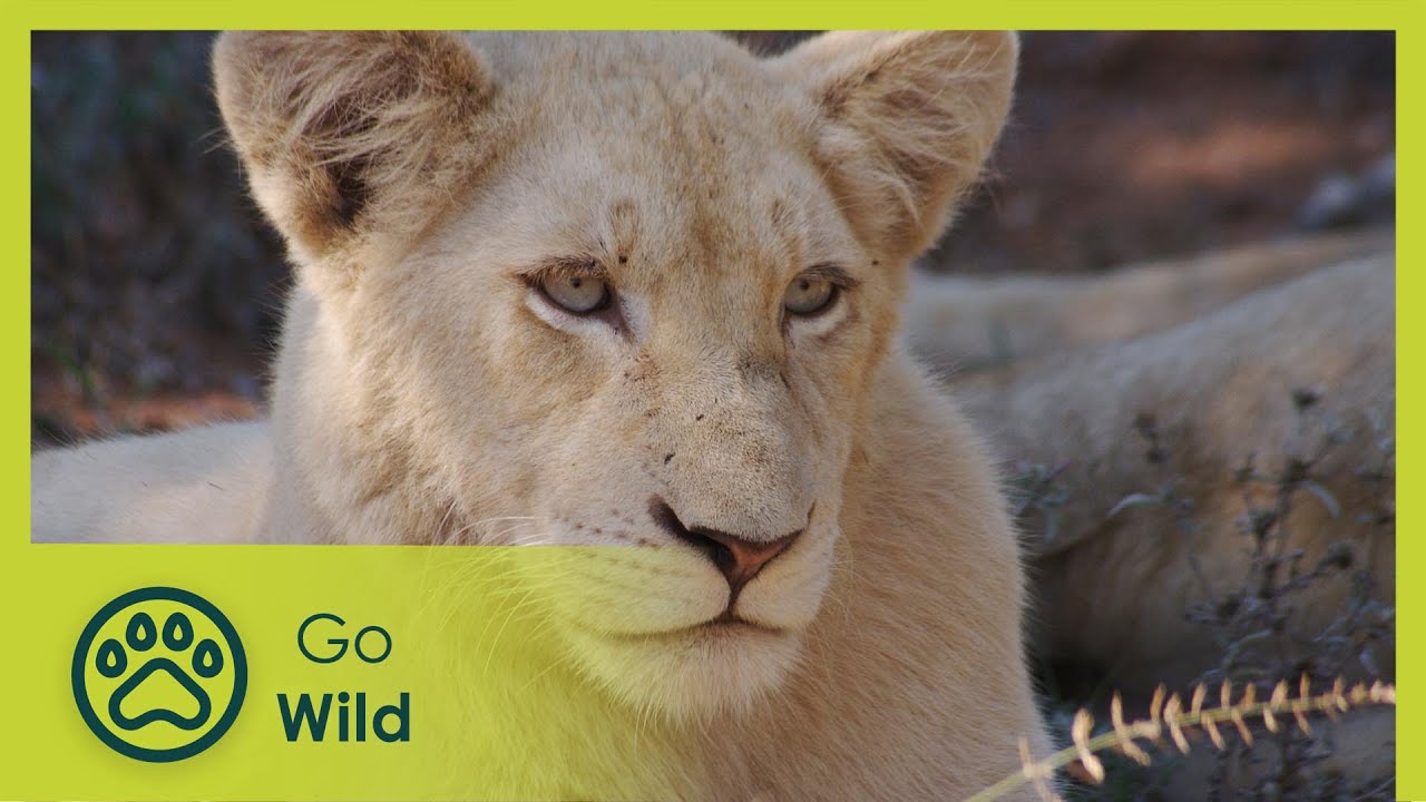 Fight For Survival - White Lions Born Wild 2/2 - Go Wild