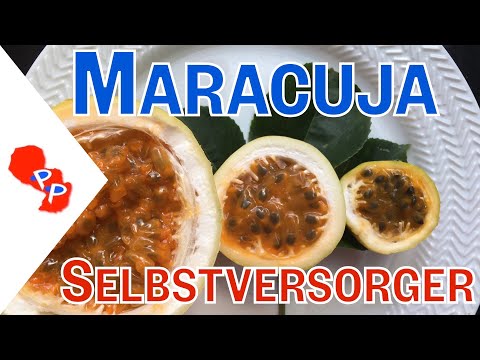 Maracuja Anbau in Paraguay: Einfach und lecker! Erfahrungen für Selbstversorger- Paraguay auswandern