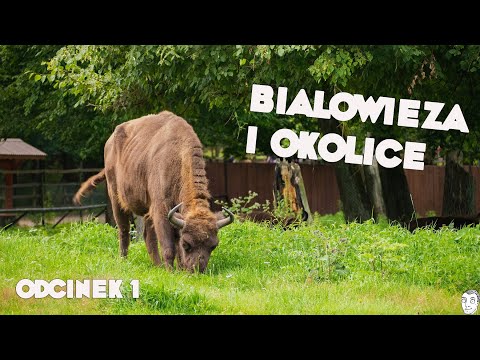 Białowieża, Podlasie. Co warto zobaczyć?