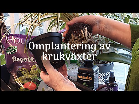 Plantera om krukväxter - När, hur ofta och varför? | Wexthuset