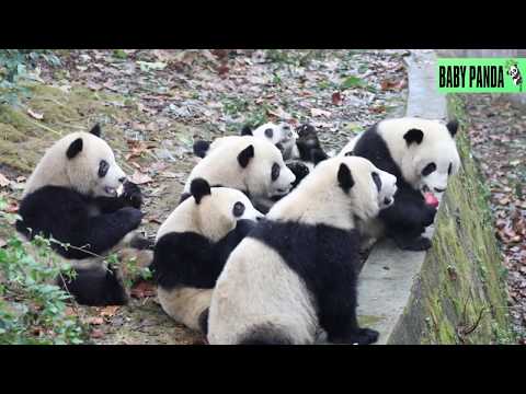 Baby Panda | Cute Pandas | Funny Pandas Best Compilation#19