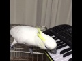 Parrot playing the piano