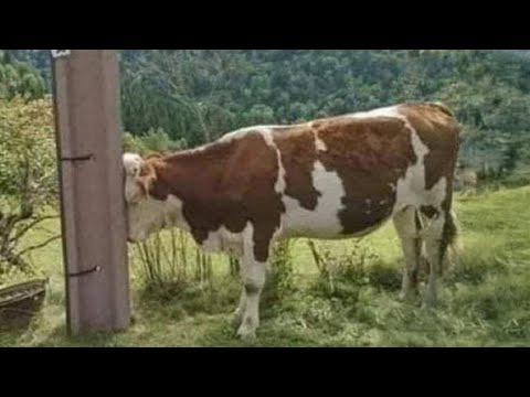 Des animaux drôles qui vont certainement égayer votre journéeles animaux les plus drôles 2025