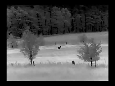 Liemke Keiler 35 Pro Wärmebildgerät, Reh auf 150m Thermal Hunting Camera, Deer at 150 Meters